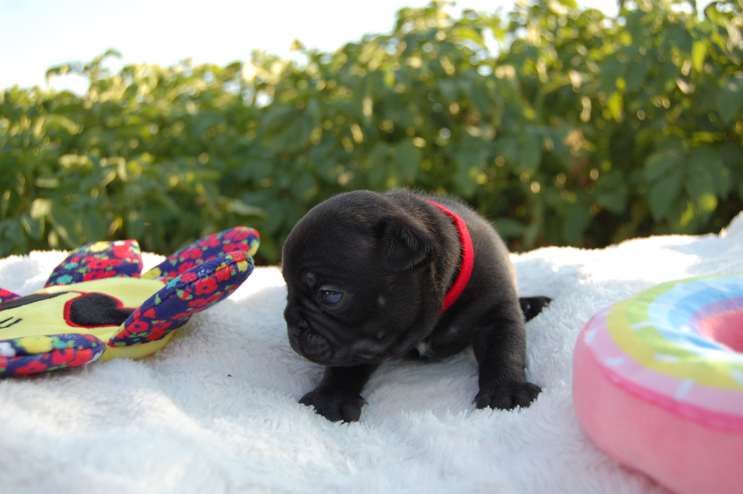 <svg class='red'></svg> <b>Mini Minnie</b> <svg class='red'></svg>